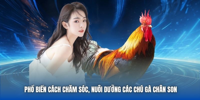 Phổ biến cách chăm sóc, nuôi dưỡng các chú gà chân son