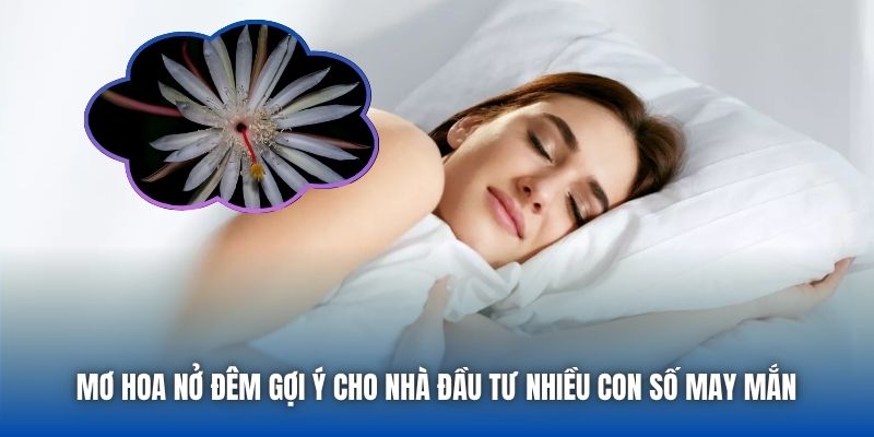 Mơ hoa nở đêm gợi ý cho nhà đầu tư nhiều con số may mắn 