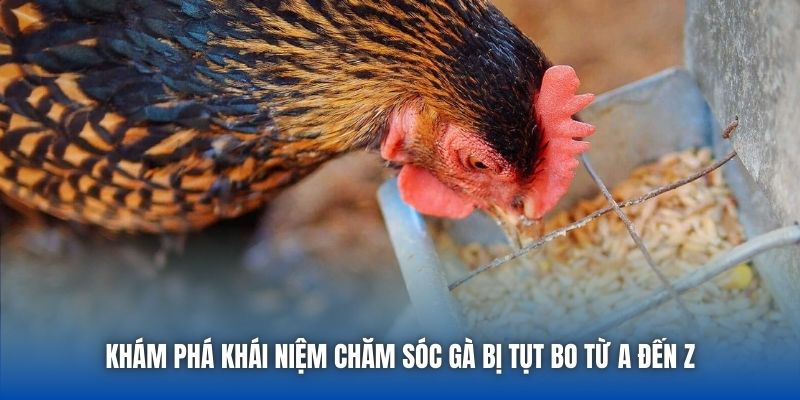 Khám phá khái niệm chăm sóc gà bị tụt bo từ A đến Z