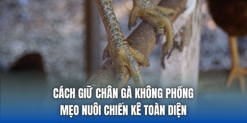 Cách Giữ Chân Gà Không Phồng - Mẹo Nuôi Chiến Kê Toàn Diện