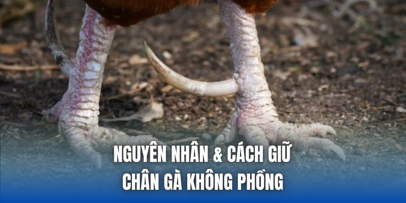 Nguyên nhân & cách giữ chân gà không phồng